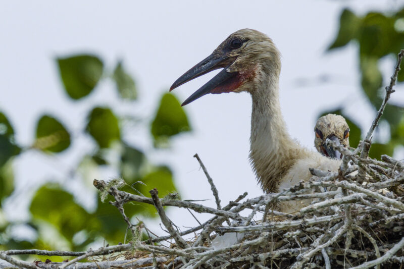 Poussin de Cigogne blanche
